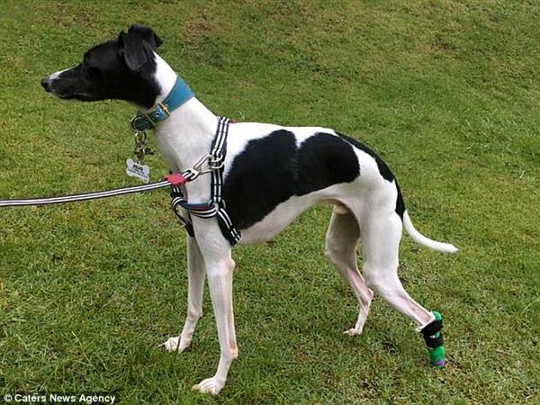 zeus-the-whippet-learns-to-walk-with-3d-printed-prosthetic-paw-1