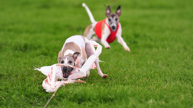 Whippets beim Coursing