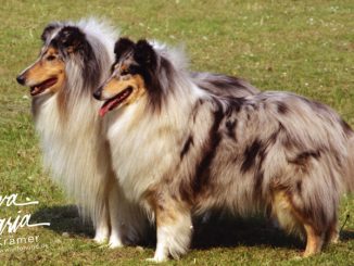 Langhaarcollie blue merle Kind a Kostly di Cambiano, Lord Blue Blue Night