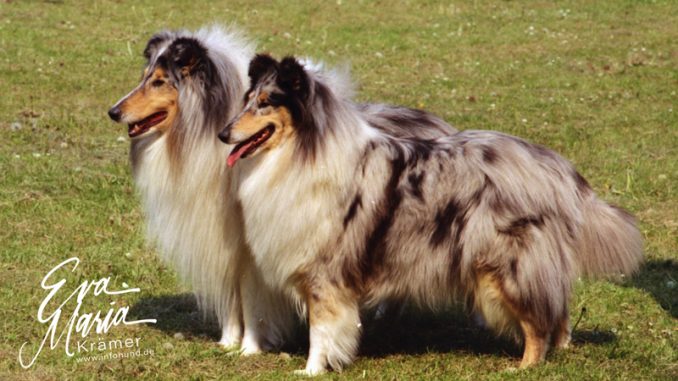 Langhaarcollie blue merle Kind a Kostly di Cambiano, Lord Blue Blue Night
