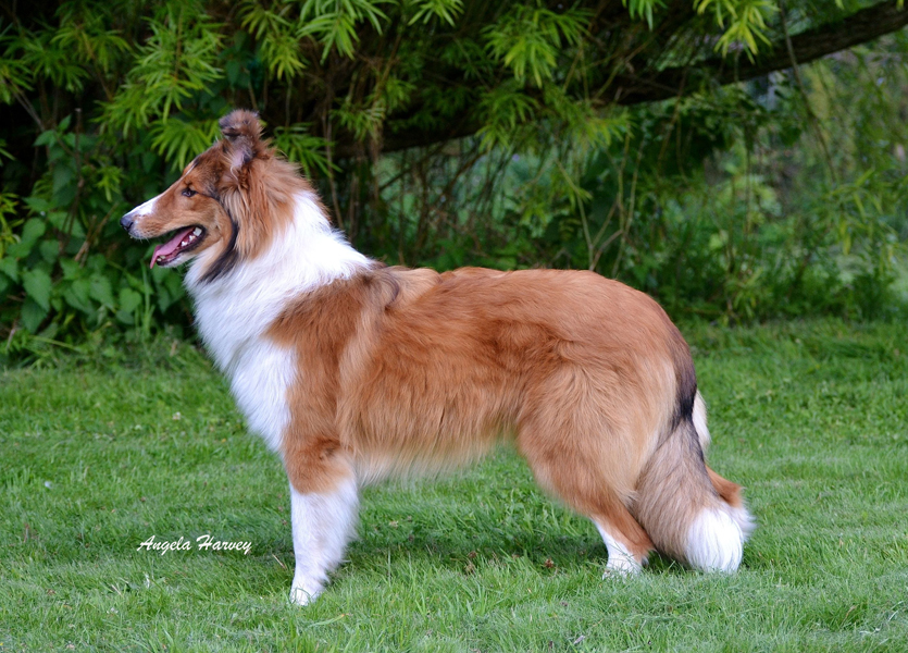 The Yorkshire Tofty - Rough Collie x Welsh Sheepdog breeding