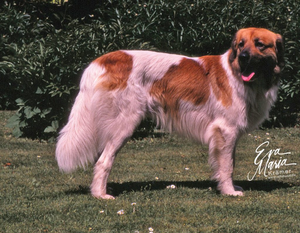 Cesky Horsky Pes - Böhmischer Berghund