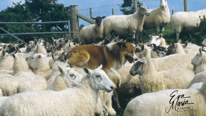 Welsh Sheepdog Graigwen Pedro 2002