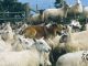 Welsh Sheepdog Graigwen Pedro 2002