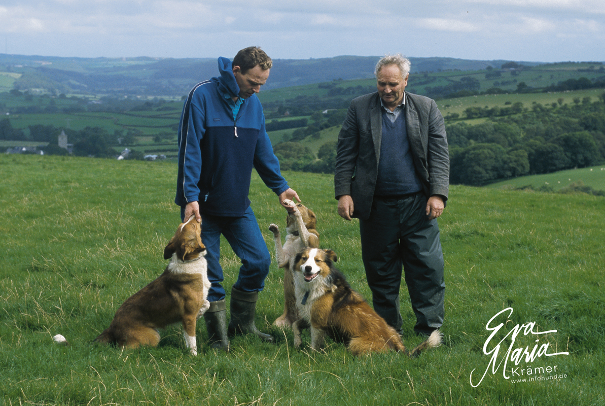 John und Geraint Davies mit Welsh Sheepdogs