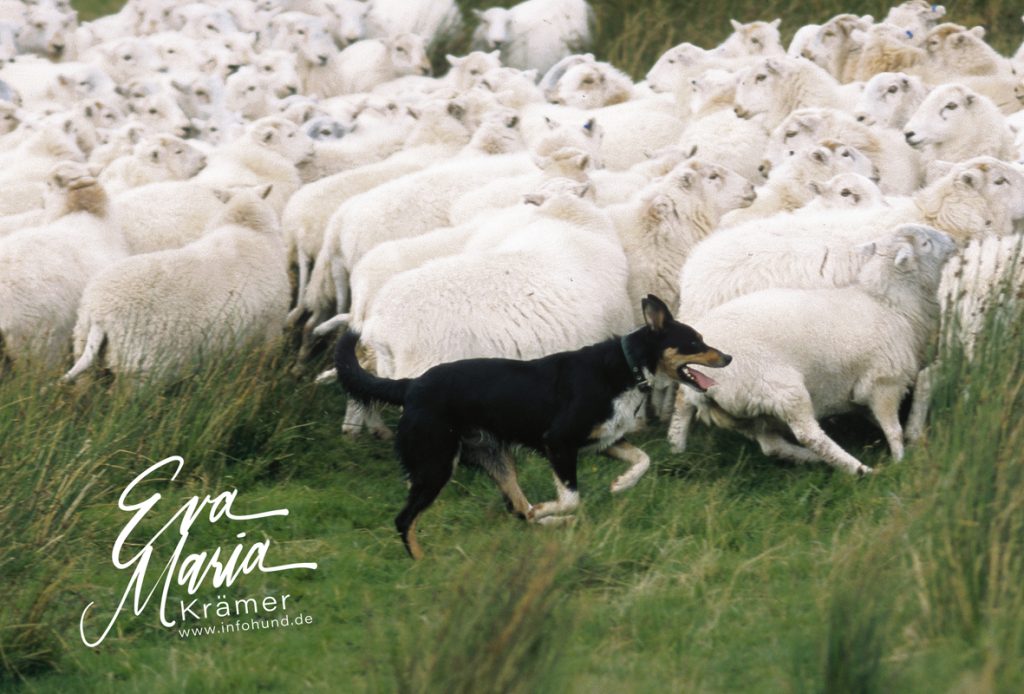 Welsh Sheepdog - Tyngraig Sam 2002
